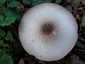 Tintaszagú csiperke (Agaricus moelleri), Somogy